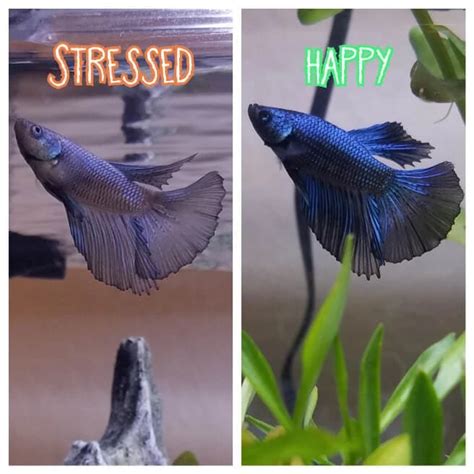Before And After Stressed Betta
