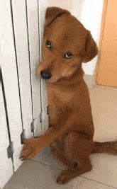 Begging Dog Meme