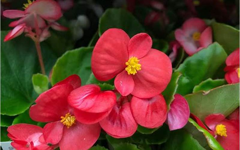 when does begonia bloom