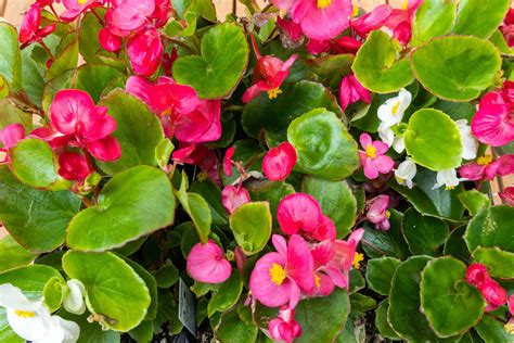 Begonia Garden: A Must-Visit Destination In 2023