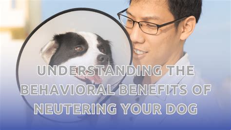 Behavioral Benefits After Neutering