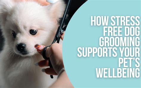 Behavioral Considerations for Stress-Free Grooming