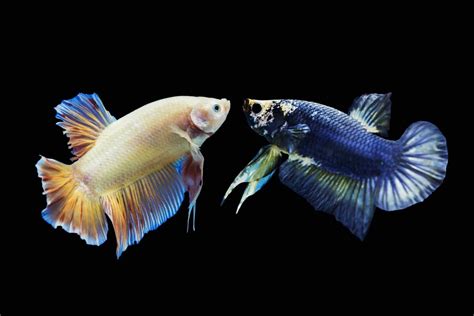 Behavioral Signs Betta Fish are Ready to Mate