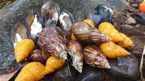 Bekicot Gurita dan Kerang: Manfaat dan Keunikan dari Tiga Makanan Laut yang Lezat