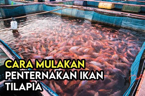 Cara Mudah Bela Ikan Di Meja Pejabat Untuk Menambah Keindahan Ruang Kerja Anda