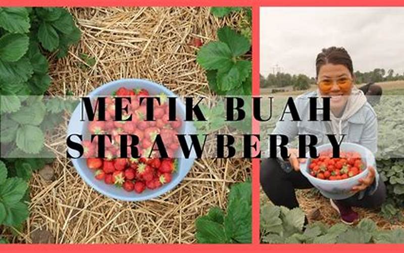 Belajar Memetik Strawberry
