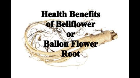 Bellflower Root Benefits