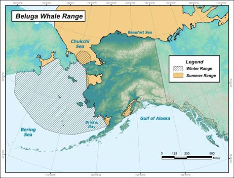 Cook Inlet Beluga Whale Marine Mammal Commission