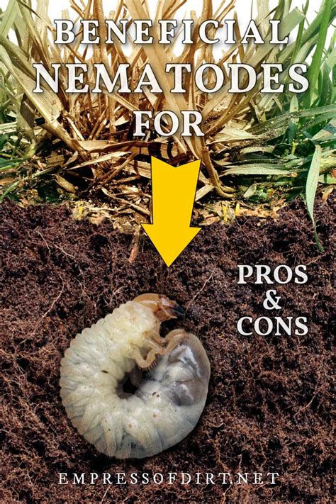 Nematodes for Grubs