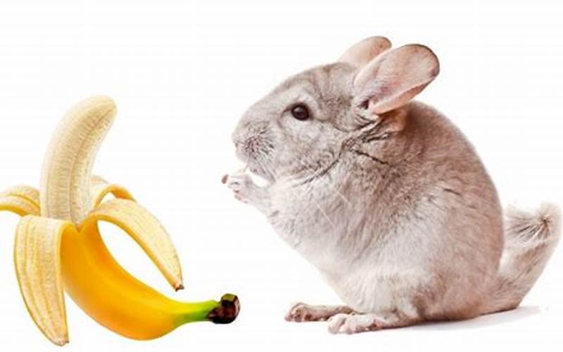 Benefits Of Banana For Chinchilla