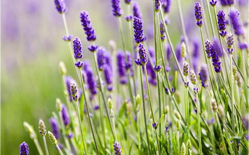 Benefits Of Companion Planting For Lavender