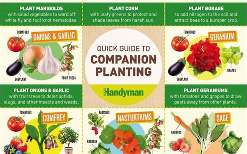companion planting vegetables chart