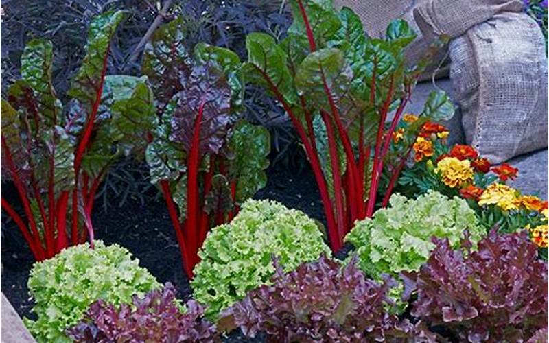 Benefits Of Companion Planting With Chard