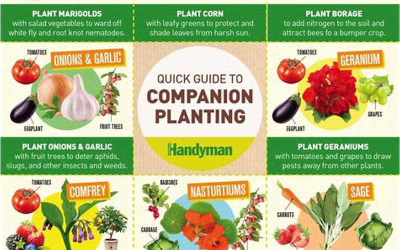 Benefits Of Companion Planting With Melons