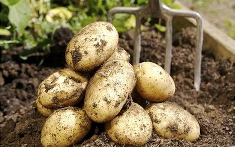 Benefits Of Growing Potatoes