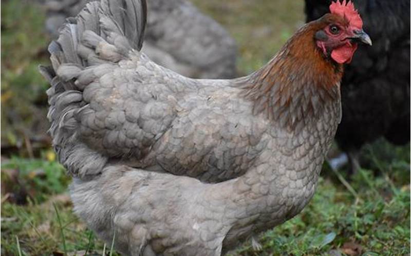 Benefits Of Keeping Blue Copper Maran Chickens