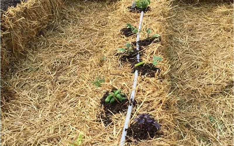 Benefits Of Planting Potatoes In Straw