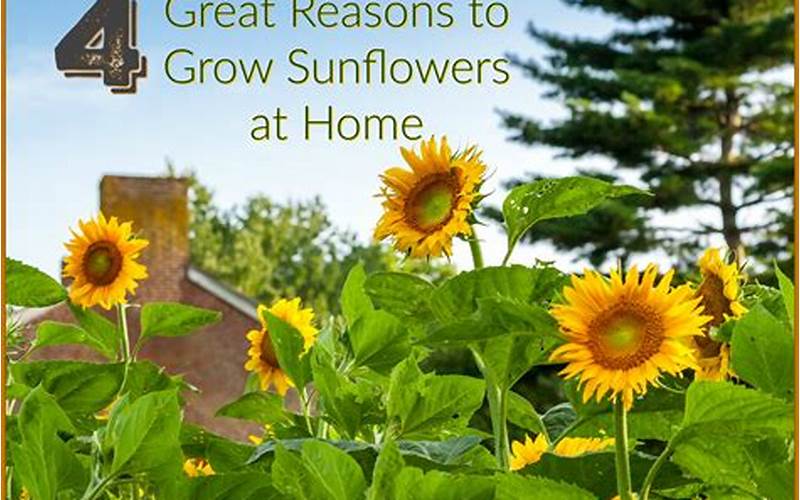 Benefits Of Planting Sunflowers