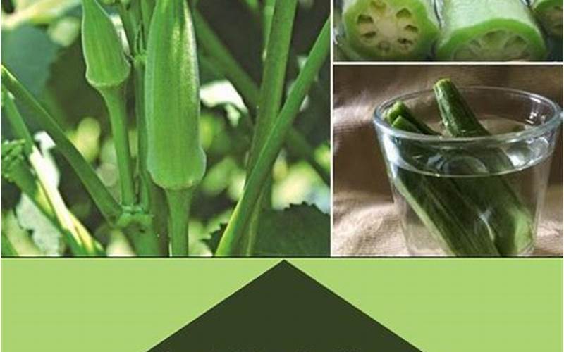 Benefits Of Soaking Okra Seeds