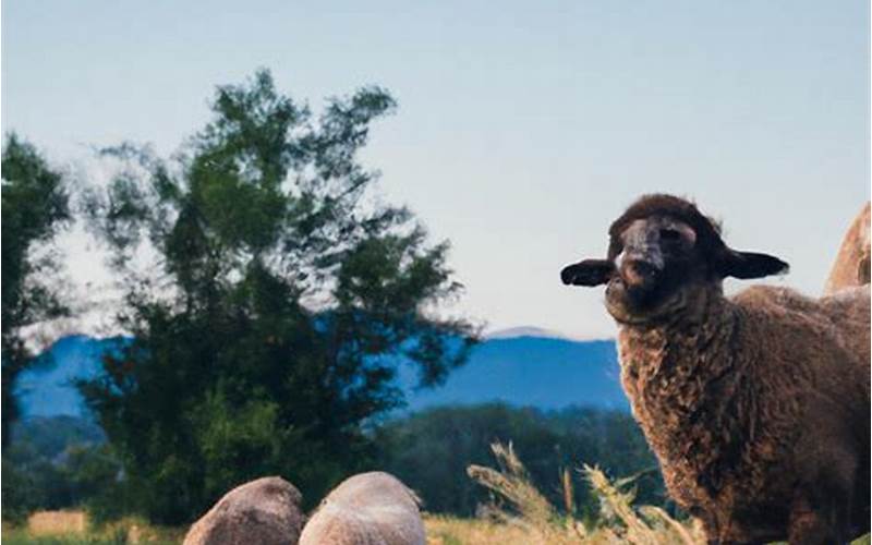 Benefits Of Using Sheep Fodder In Ffxiv