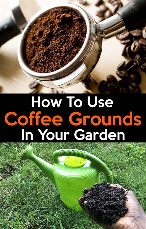 Benefits of Adding Moldy Coffee Grounds to Garden or Compost Pile