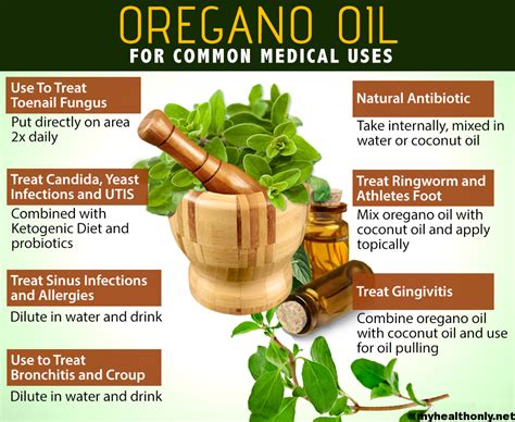 Benefits of Oregano Oil for Dogs