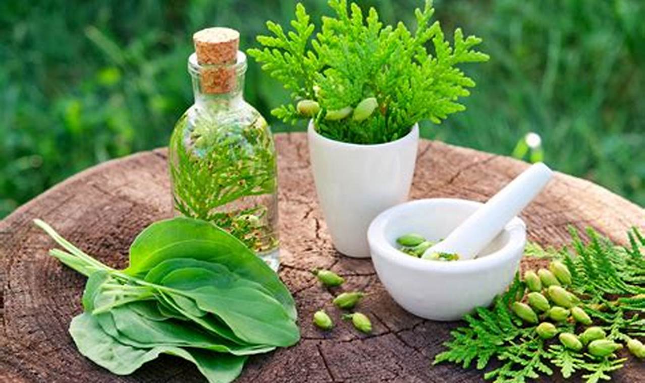 Benefits of herbal medicine for holistic healing