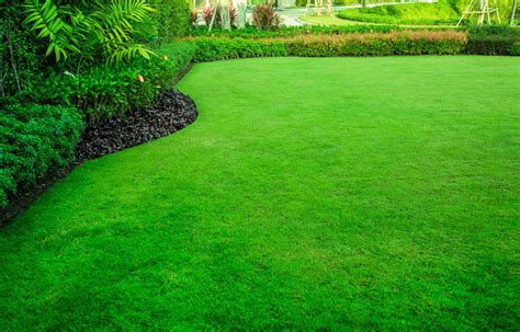 Benefits of Maintaining a Healthy Lawn