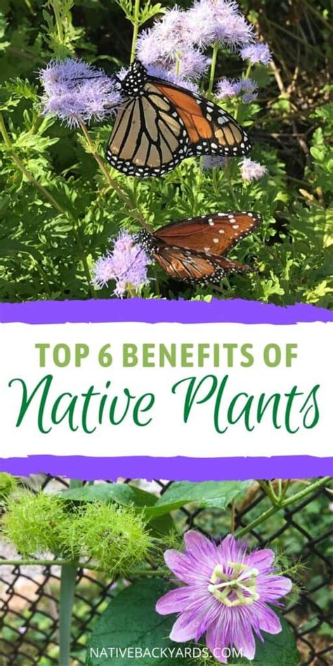 Benefits of Native Plants