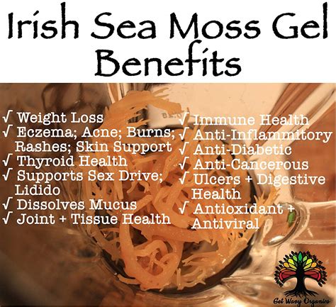 How to Successfully Grow Sea Moss: A Comprehensive Guide