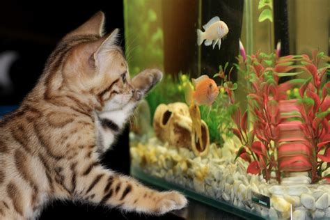 Benefits of having a fish tank for cats