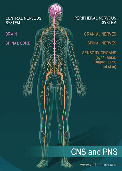Benefits of using MAP Map Of Nerves In Body