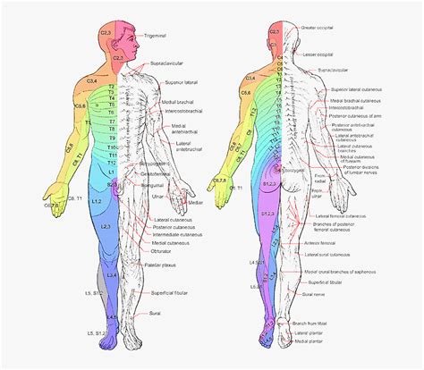 Benefits of using MAP Map Of Nerves In The Body