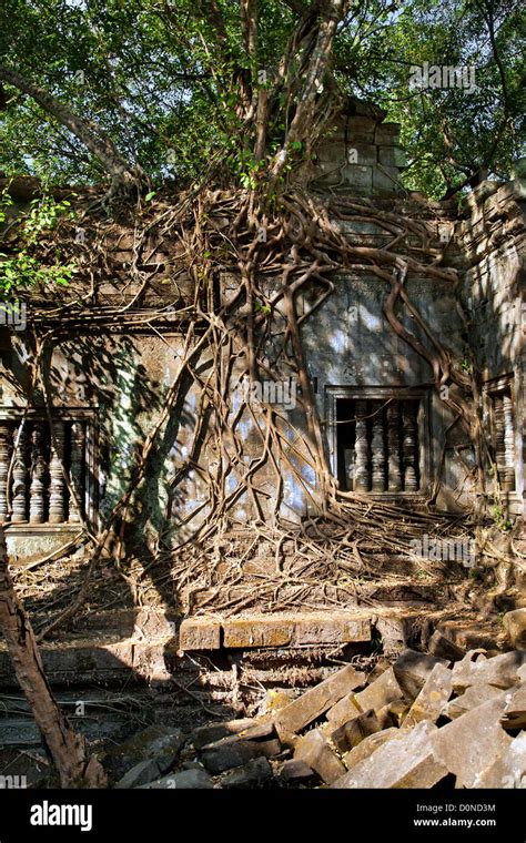 Beng Mealea Temple trees
