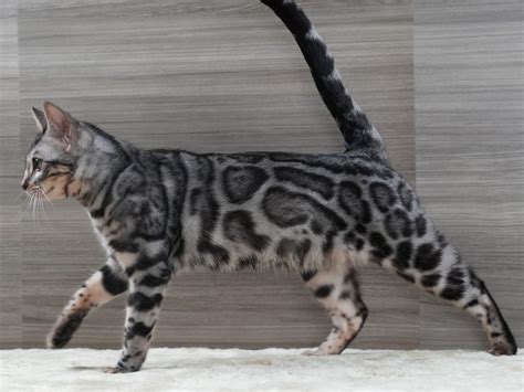 41. The Wild-Looking Bengal - gambar tajam tapi ringan menggunakan trik dari weserv.nl API lengkapi dengan source image domain