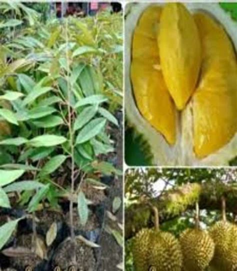 Benih Tanaman Durian