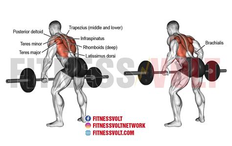 Bent Over Rows