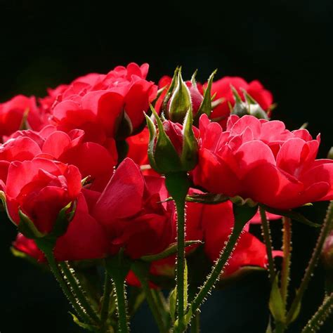 33+ Jenis Bunga Mawar, beserta Cara budidayanya (LENGKAP)