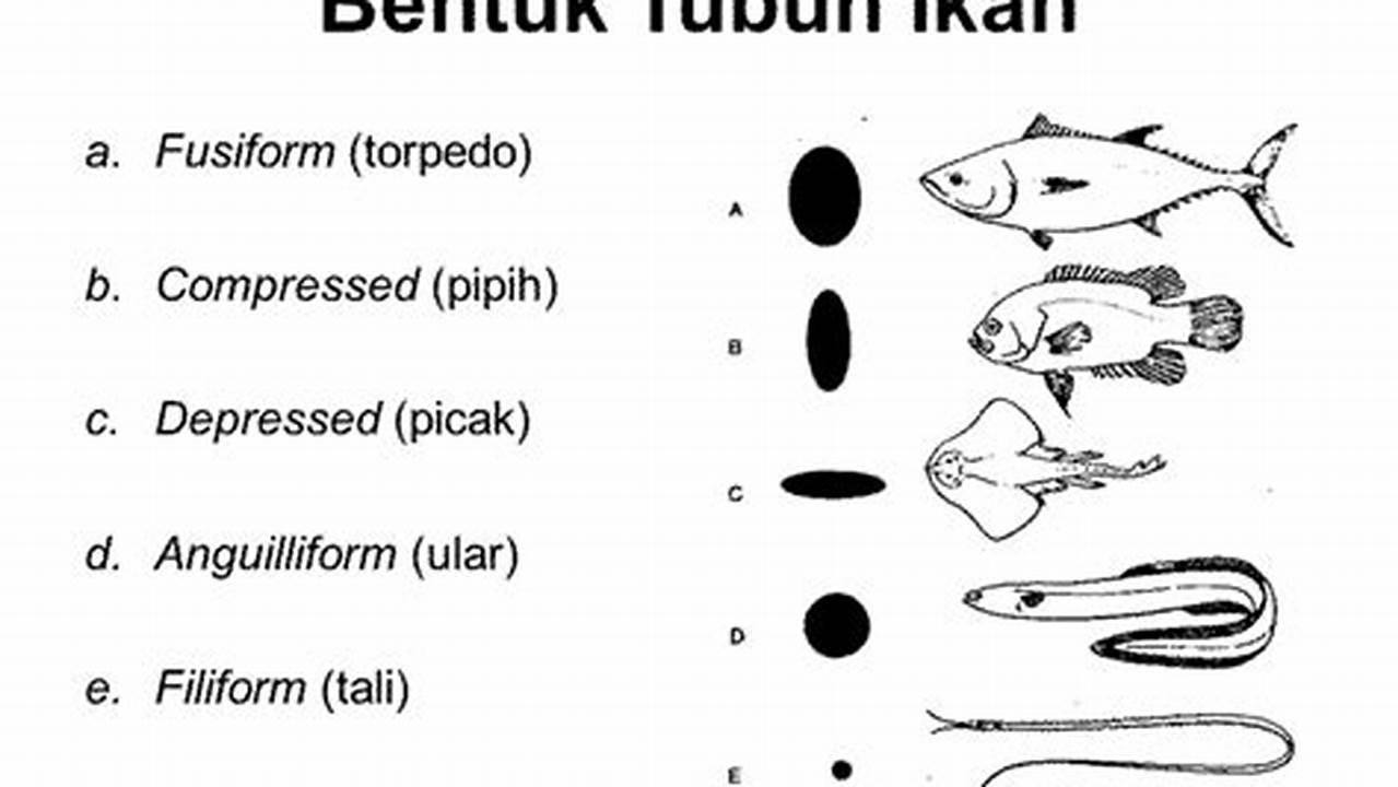 Bentuk Tubuh, Ikan Palmas