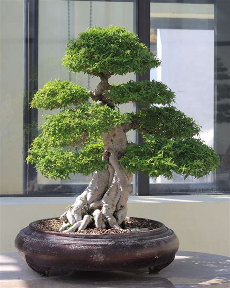 Bentuk Pohon Bonsai
