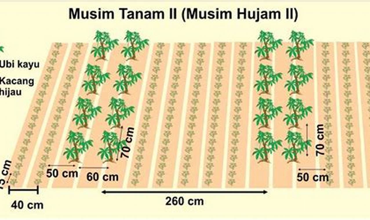 Berapa meter jarak tanam kelapa sawit?