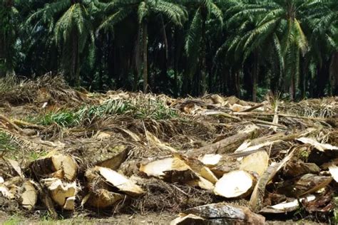 Berikut Bukan Merupakan Limbah Pertanian, Contohnya Adalah Apa?