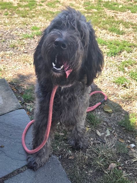 Berkeley County Humane Society Volunteer