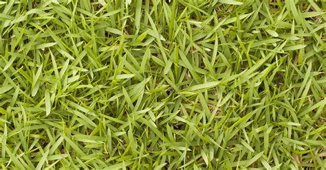 Bermuda Grass Image