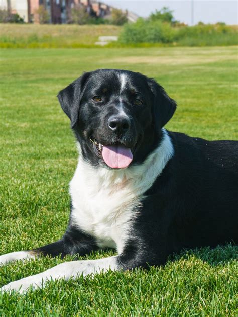 Bernese Mountain Dog Mixed With Black Lab: A Unique And Loving Companion