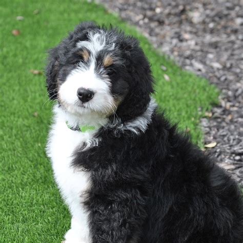 Bernese Mountain Dog Poodle Mix For Sale Near Me