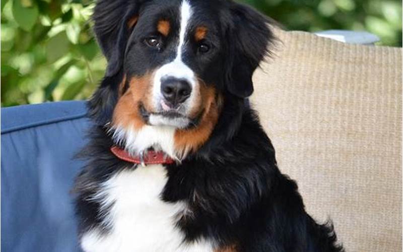 Shaved Bernese Mountain Dog: Everything You Need to Know