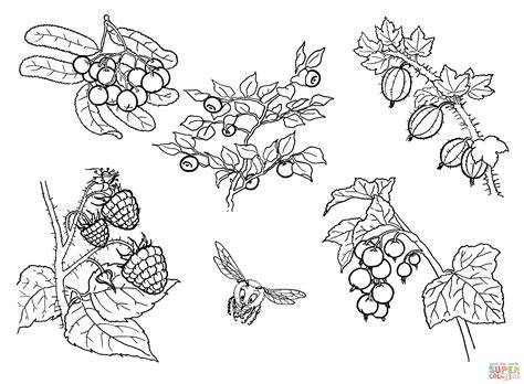 Berry Coloring Pages