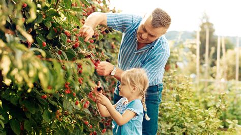 Berry Picking