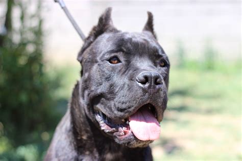 Best Cane Corso Breeders In Europe